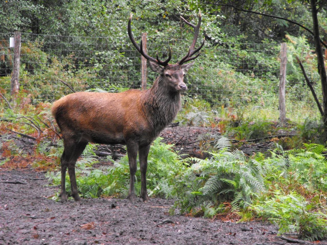Cabane Des Cerfs Allons  Exteriér fotografie